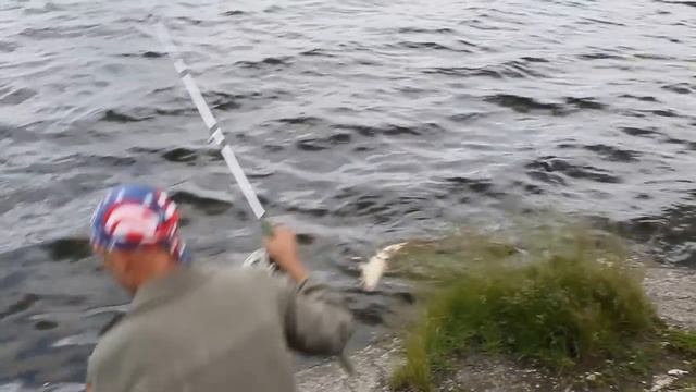 Тернопільський став. Карп. смотреть онлайн