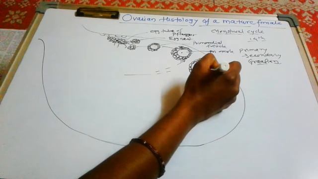 Ovarian histology of a mature female смотреть онлайн