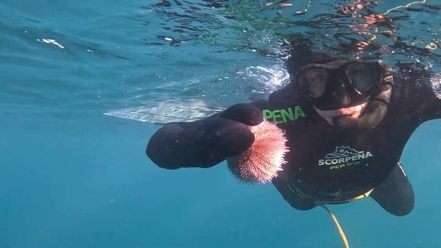 Подводная охота на ежа смотреть онлайн