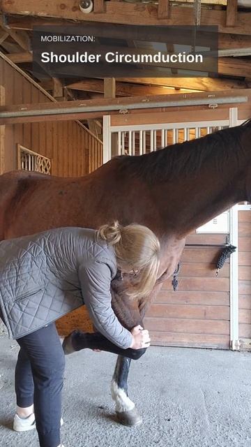 Is your horse experiencing shoulder dysfunction? #shorts #chiropractic #animalchiropractic #horse смотреть онлайн