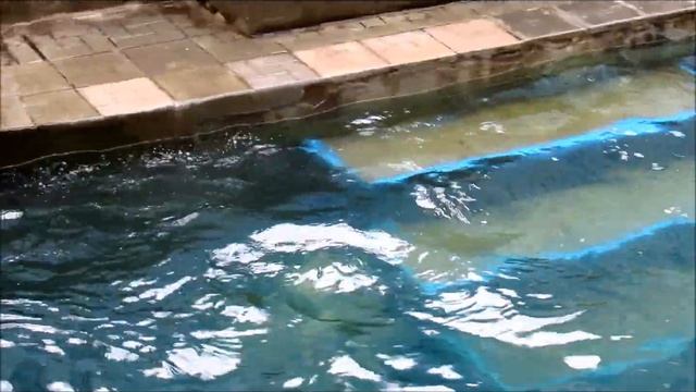 Ах, эта косточка меня с ума свела!!! (ч. 2). 01.10.19 г. смотреть онлайн