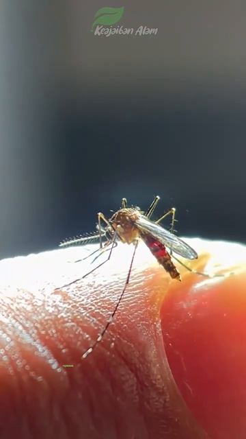 Sumber Banyak Penyakit, Nyamuk Merupakan Hewan Paling Mematikan Di Dunia ! смотреть онлайн