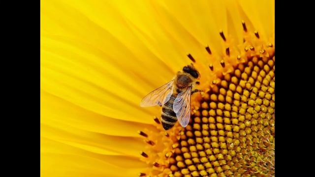 Dźwięki pszczół. Odgłos bzyczenia pszczół. Naturalny szum pszczół i ula. Dźwięk pszczoły Sound bee смотреть онлайн