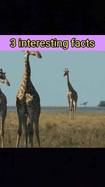 3 interesting facts | 3 animal facts #shorts смотреть онлайн