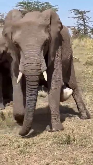 Close-up of elephant giving birth смотреть онлайн