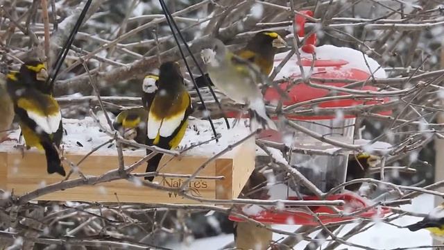 Evening Grosbeak * Coccothraustes vespertinus смотреть онлайн