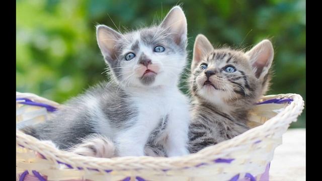 ✅ МЯУКАНЬЕ КОТЯТ 🐈