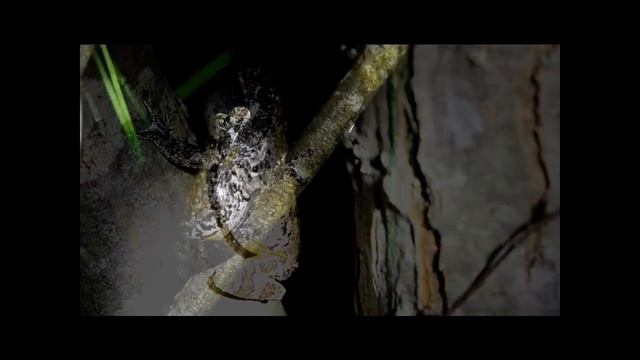 Hylidae. смотреть онлайн
