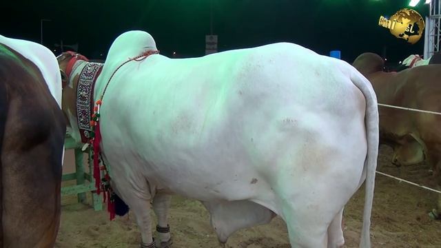 VIP STALL BULLFIGHTER AT SHORAB GOTH MANDI LATEST UPDATES VIDEO 24-7-20 IN URDU/HINDI смотреть онлайн