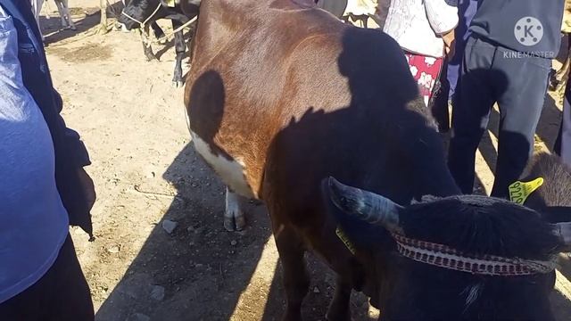 05.06.2022 АЛА БУКА РАЙОНУ УЙ ЖАНА ТОРПОКТОРДУН БААЛАРЫ смотреть онлайн