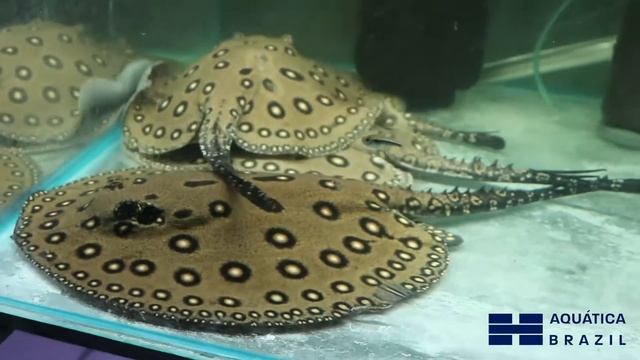 Estufa Aquática Brazil 03/2018 смотреть онлайн