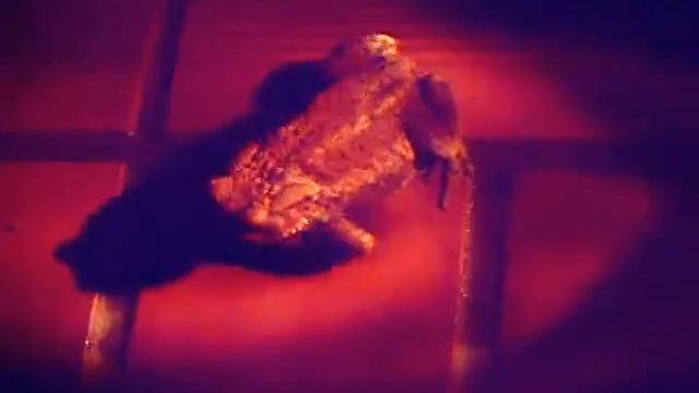 .:05_09_09 ~ BUFO BUFO:. смотреть онлайн