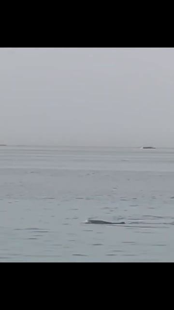 Акула 🦈 съела в Хургаде. смотреть онлайн