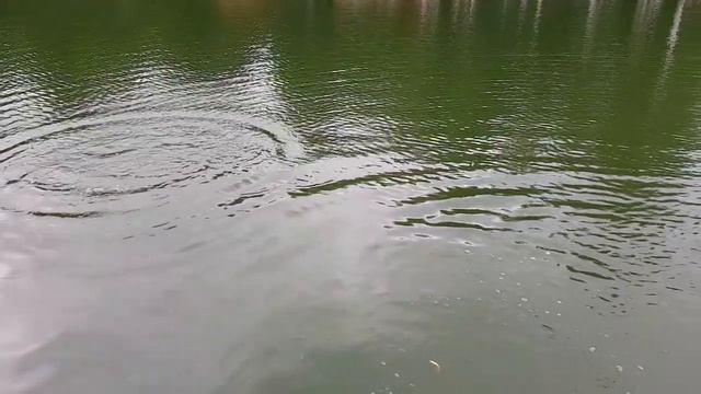 Слоумо и сильная форель смотреть онлайн