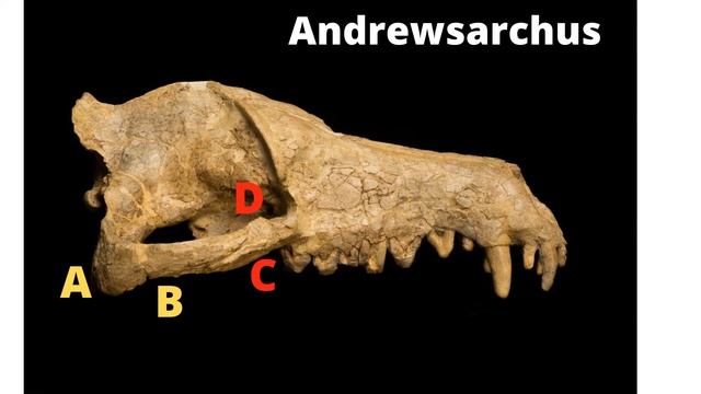 ANDREWSARCHUS, EARTH SCIENCE, PREHISTORIC HISTORY, PALEONTOLOGY, FOSSILS, ENTELODONT, DINOSAURS смотреть онлайн