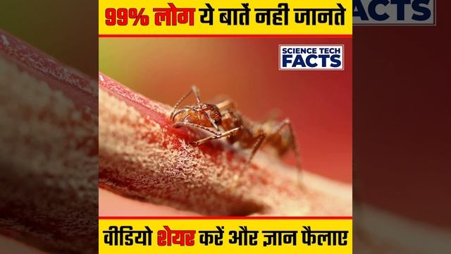 चींटी की लम्बाई कितनी होती है ? | Animal Facts You Didnt Know | Facts About Animals In Hindi #short смотреть онлайн