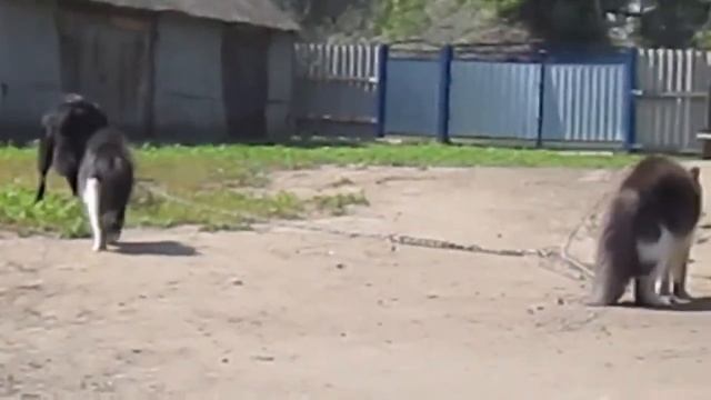 кошачий боевик!!!)) смотреть онлайн