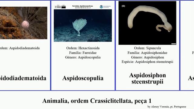 Animalia, ordem Crassiclitellata, peça 1 minor corona robusta capensis vastus mexicanum Aequorea смотреть онлайн