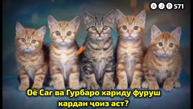 #САВОЛ ФУРУШИ САГ ВА ГУРБА ДАР ИСЛОМ ҶОИЗ АСТ? смотреть онлайн