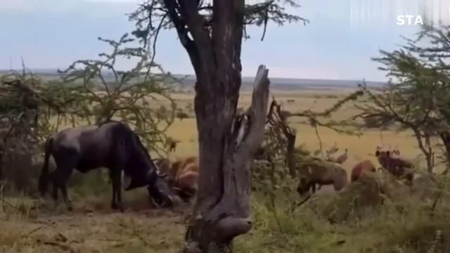 LEÕES VS BÚFALOS, HIENAS VS GNU E MABECOS VS ZEBRA смотреть онлайн