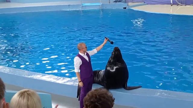 Шоу дельфинов в Дельфинарии смотреть онлайн