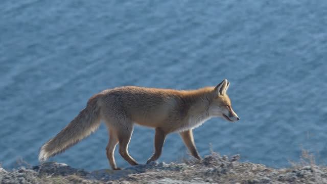 Лисицы Тарханкут 02.02.2025