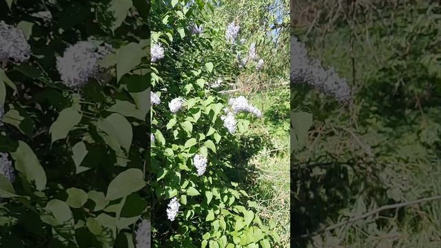 Травы,травы....#лето #жара #травы#солнце смотреть онлайн