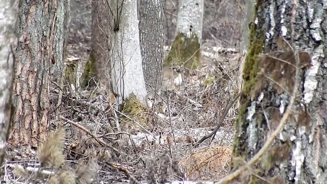 27.03.2016 - Stirnas - Косули - Roe deers (Capreolus capreolus), Latvia смотреть онлайн