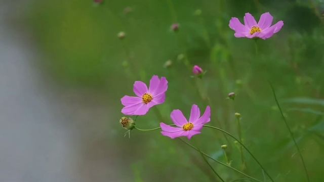 #4k  Ultra HD Macro Videography HDR 10+ Dolby Vision