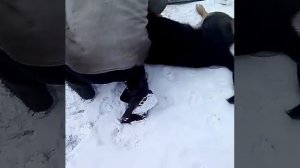 Разделывает собаку и зашивает )
