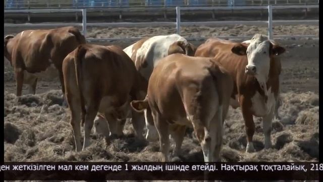 «Дайындық» серіктестігіне Австриядан симментал тұқымды ірі қара жеткізілді смотреть онлайн