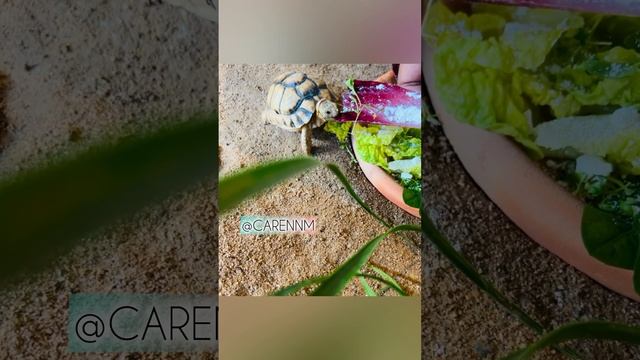 Hand feeding my Egyptian tortoise Mazel ..bonding time with Mazel | Mazel & Malak смотреть онлайн