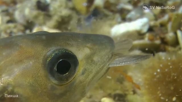 В каком возрасте у Пикши (Haddock) — Melanogrammus aeglefinus наступает половая зрелость ? смотреть онлайн