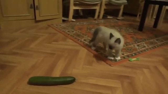 Funny Cats Scared - Cats vs Cucumbers Compilation 2019! смотреть онлайн