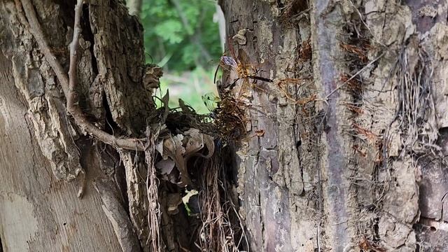 Ichneumon wasps swarming on the bank s of the Tulpehocken, Berks County, Sun 10 July 2022 смотреть онлайн