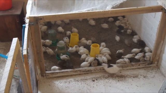 Про перепелов третьего выводка смотреть онлайн