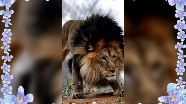 Милые четвероногие друзья смотреть онлайн