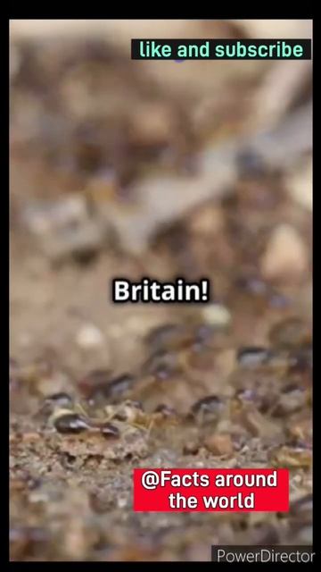 The ancient super colony that is constructed by insects. #facts #viral смотреть онлайн