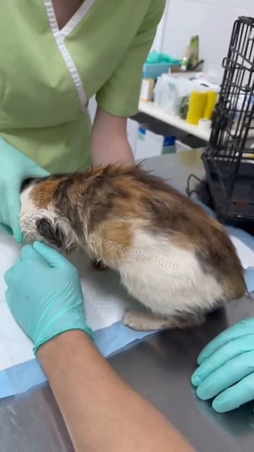 Новый бездомный пациент 🥺💔 #врек #youtubeshorts #котики #нужнапомощь #спасаемжизни #приют #помощь смотреть онлайн