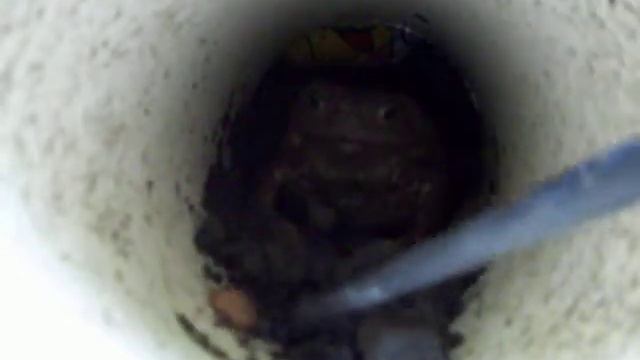 Meu sapo de estimação Rhinella icterica comendo ração de cachorro смотреть онлайн
