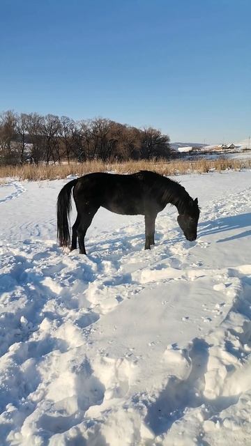 Оливка - Орловский рысак смотреть онлайн