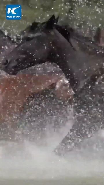 Spectacular scene of horses galloping in river in China's Xinjiang смотреть онлайн