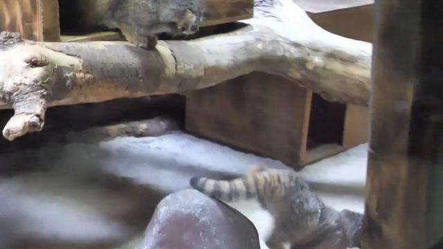 マヌルネコの赤ちゃん🐾UENO ZOO Baby manul смотреть онлайн
