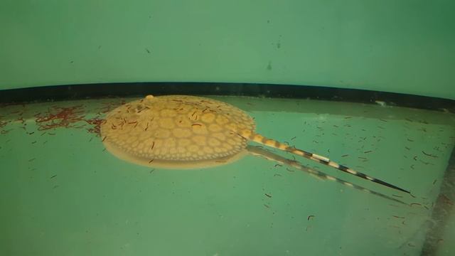 Potamotrygon schroederi 0/1 смотреть онлайн