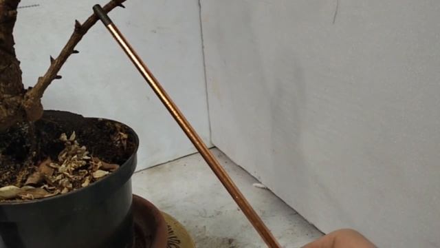 √1,√2,√3 фикус 114 Мелани (Бонсай)