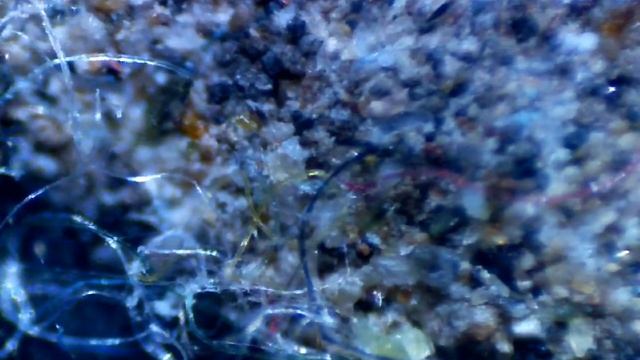 under the microscope - Case-bearing Moth смотреть онлайн