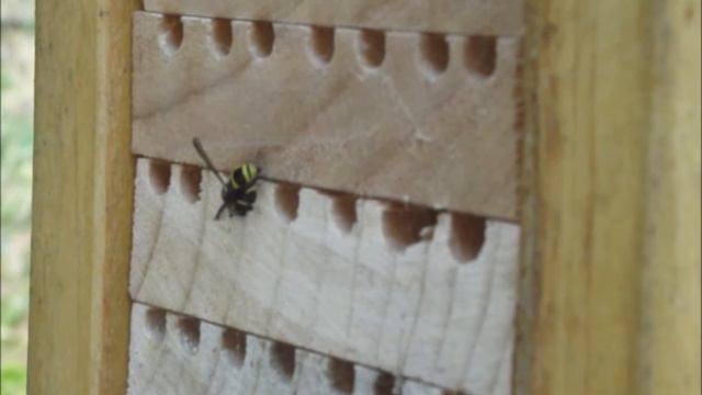 Ancistrocerus gazella, using a Solitary Bee House available from www.creativewoodcraft.co.nz смотреть онлайн