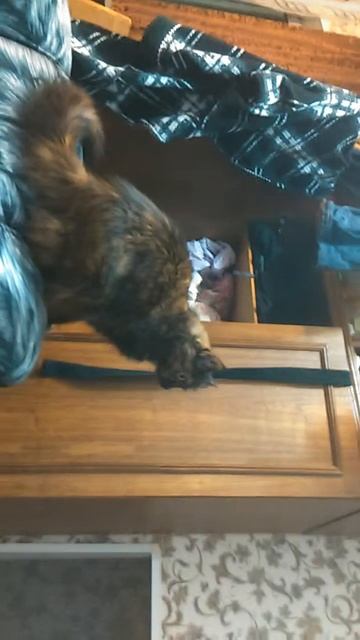 Кошка прыгает на шкаф смотреть онлайн