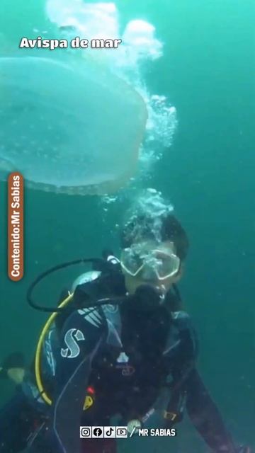 Animales Muy Peligrosos del Mar смотреть онлайн