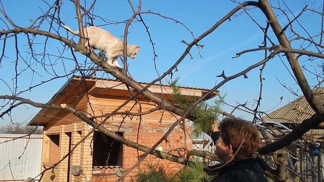 Персик верхолаз